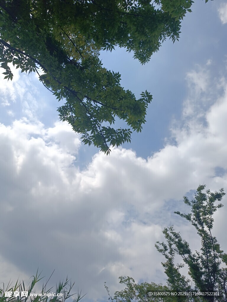 仰视天空中的绿树与白云