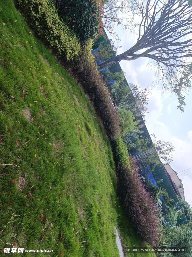 绿意盎然的户外景观