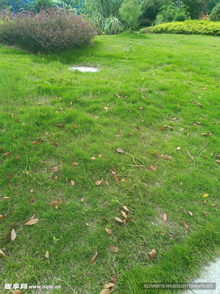 绿意盎然的户外草地景观