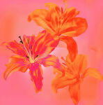 橙艳百合花绽放画面