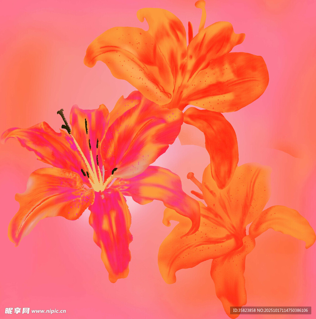 橙艳百合花绽放画面