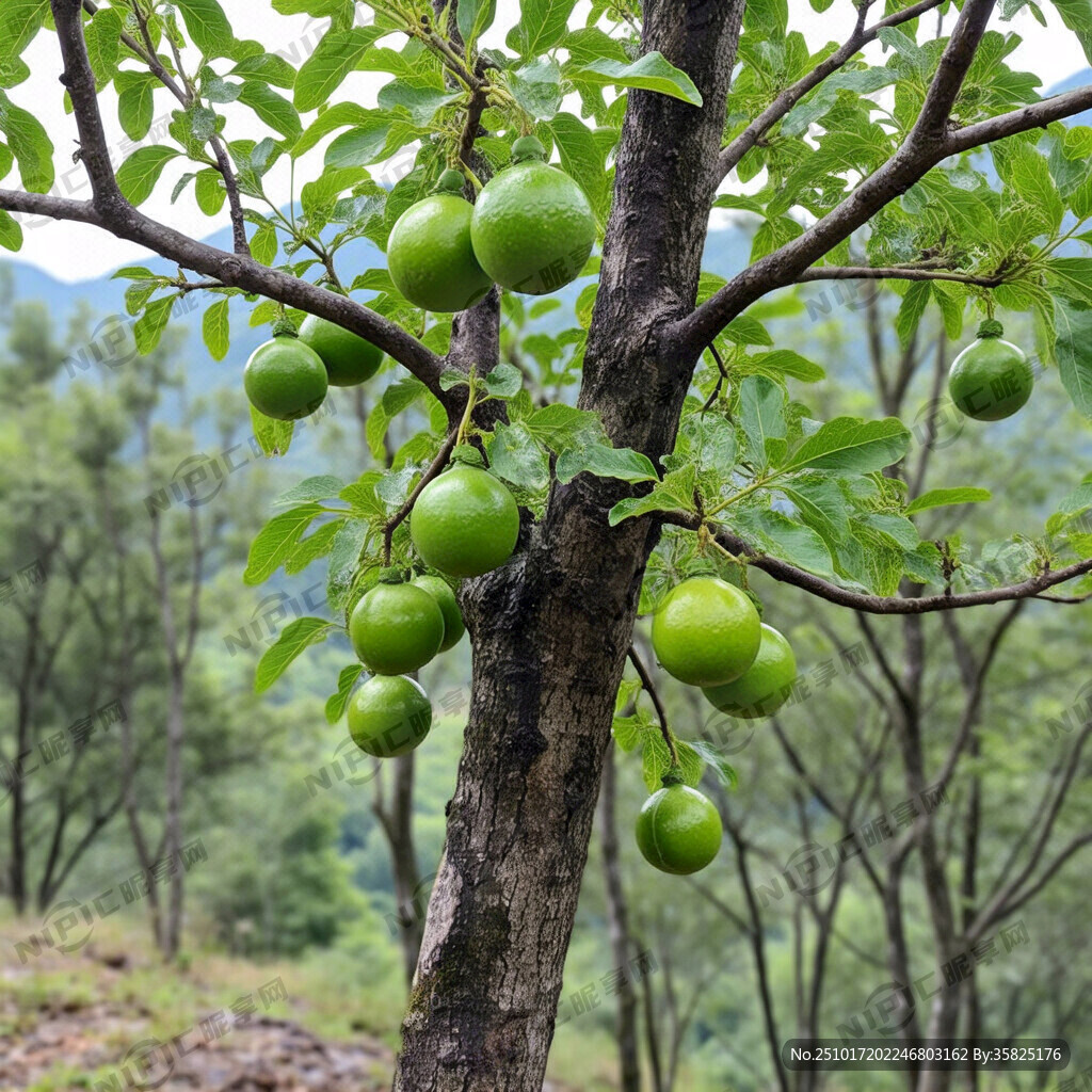 桐油   成品油   青果 