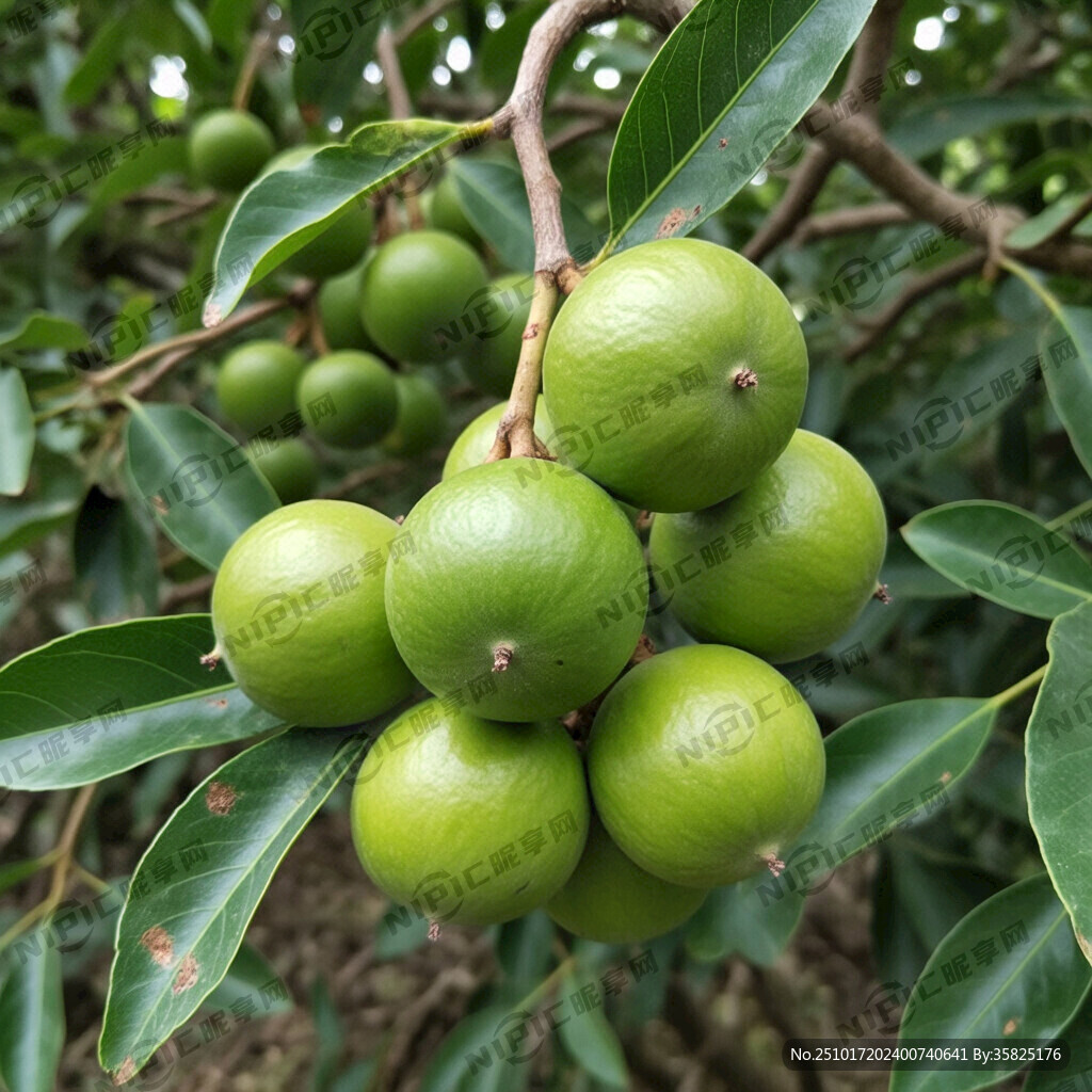 桐油树   成品油   青果