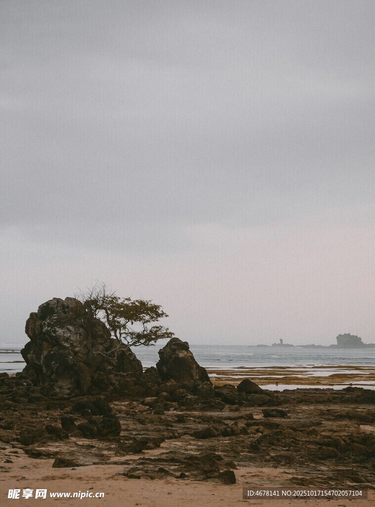 海边孤树的静谧景致