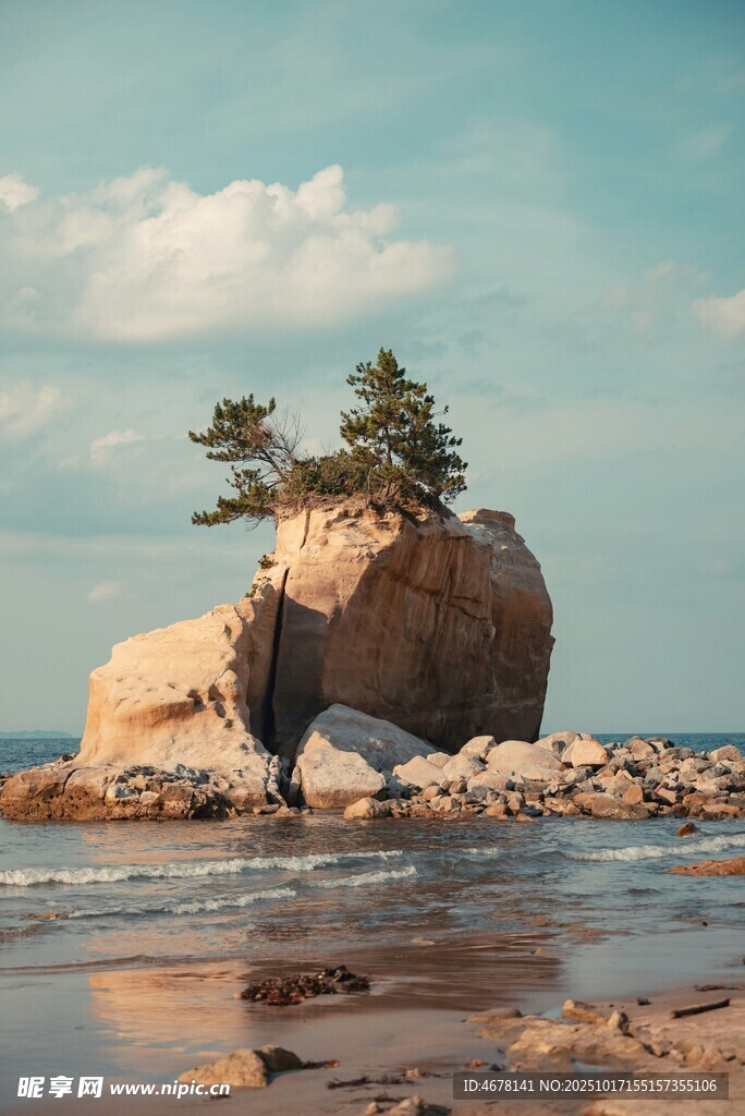 海边孤石上的顽强小树