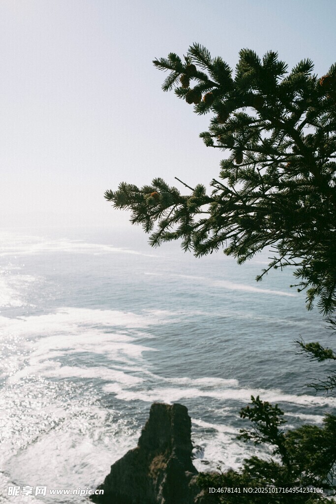海边树梢下的壮阔海景