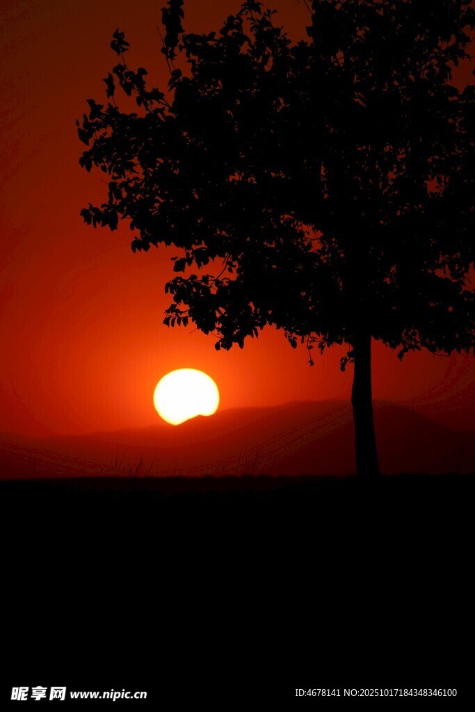 夕阳下的树影