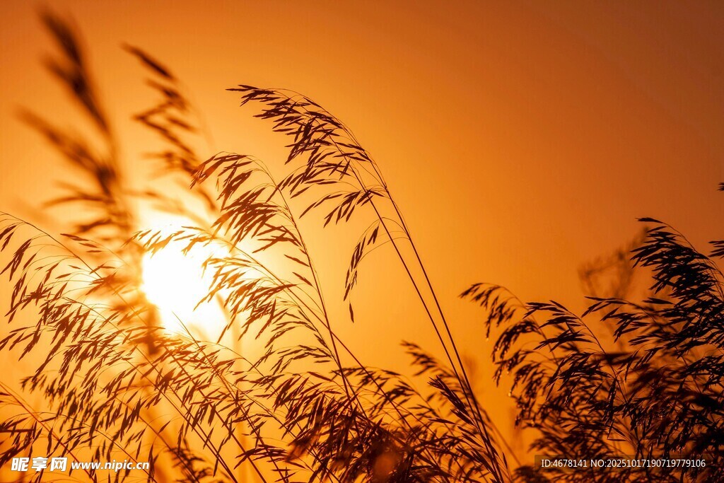 夕阳下的芦苇