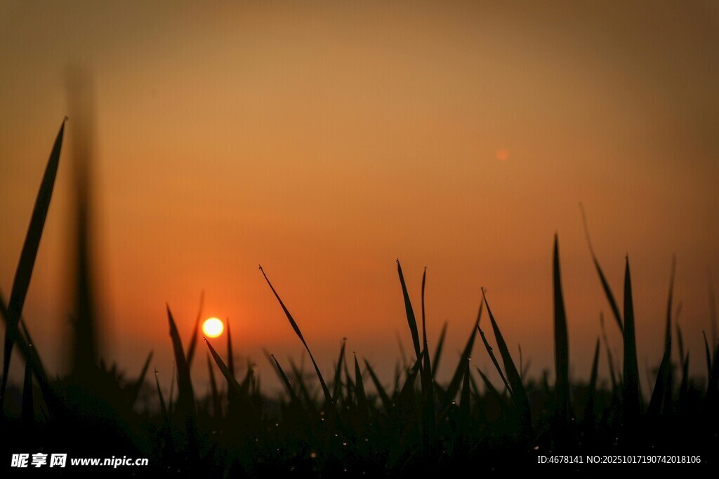 夕阳下的草地剪影