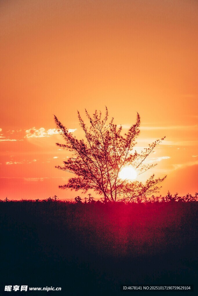 夕阳下孤独的树
