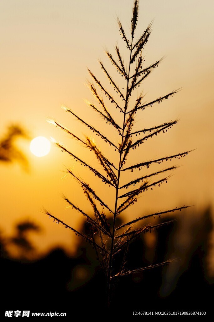 夕阳下的植物剪影