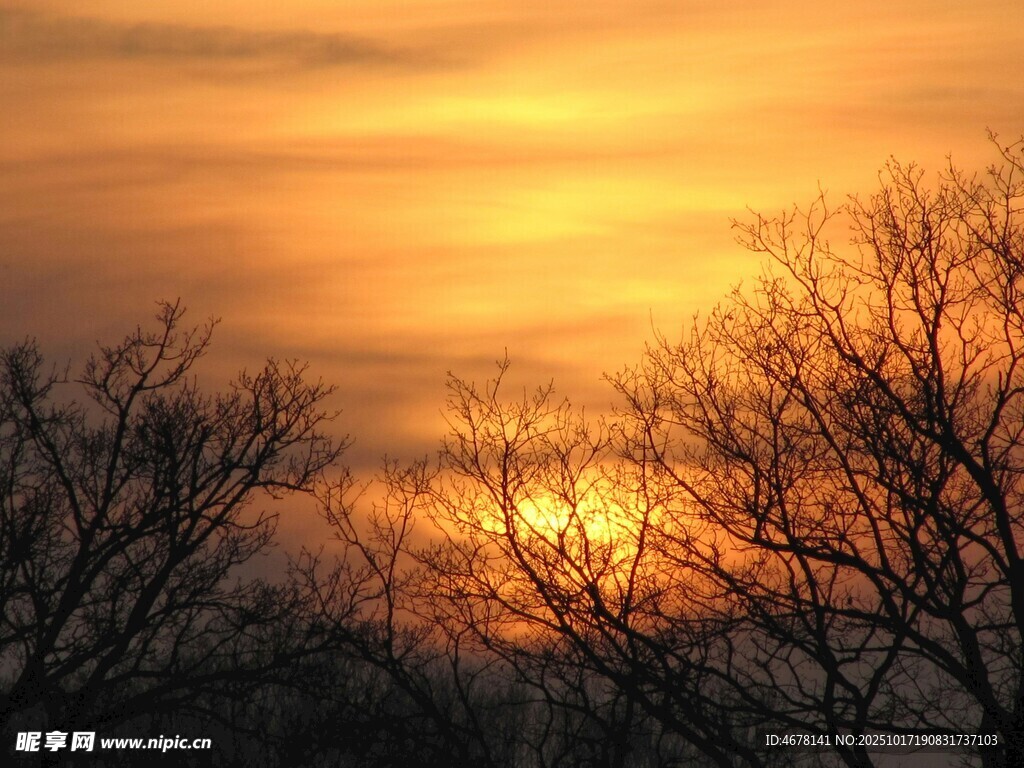 夕阳下的枯树剪影