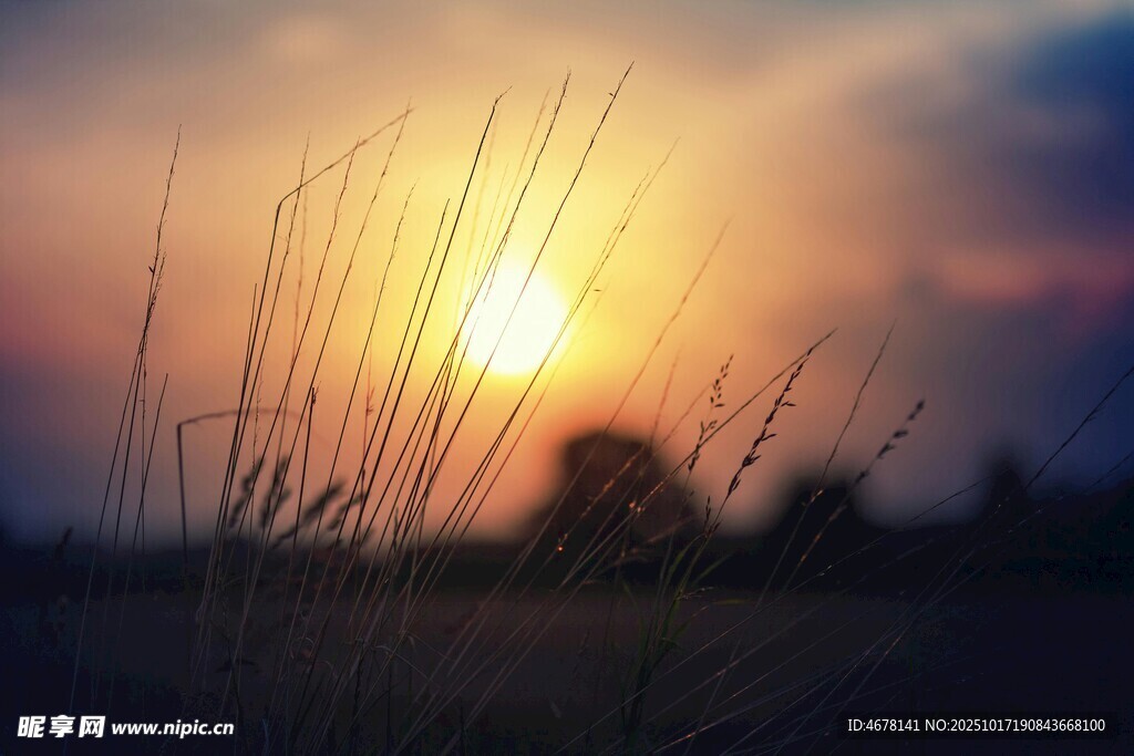 夕阳下的草影