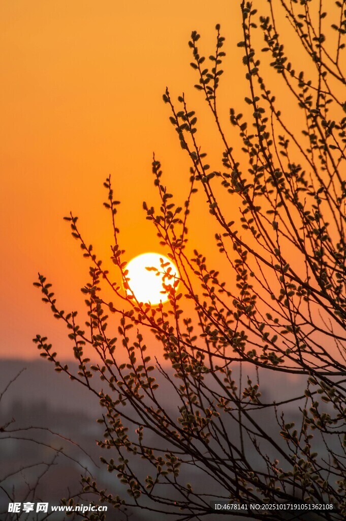 夕阳下枝头剪影