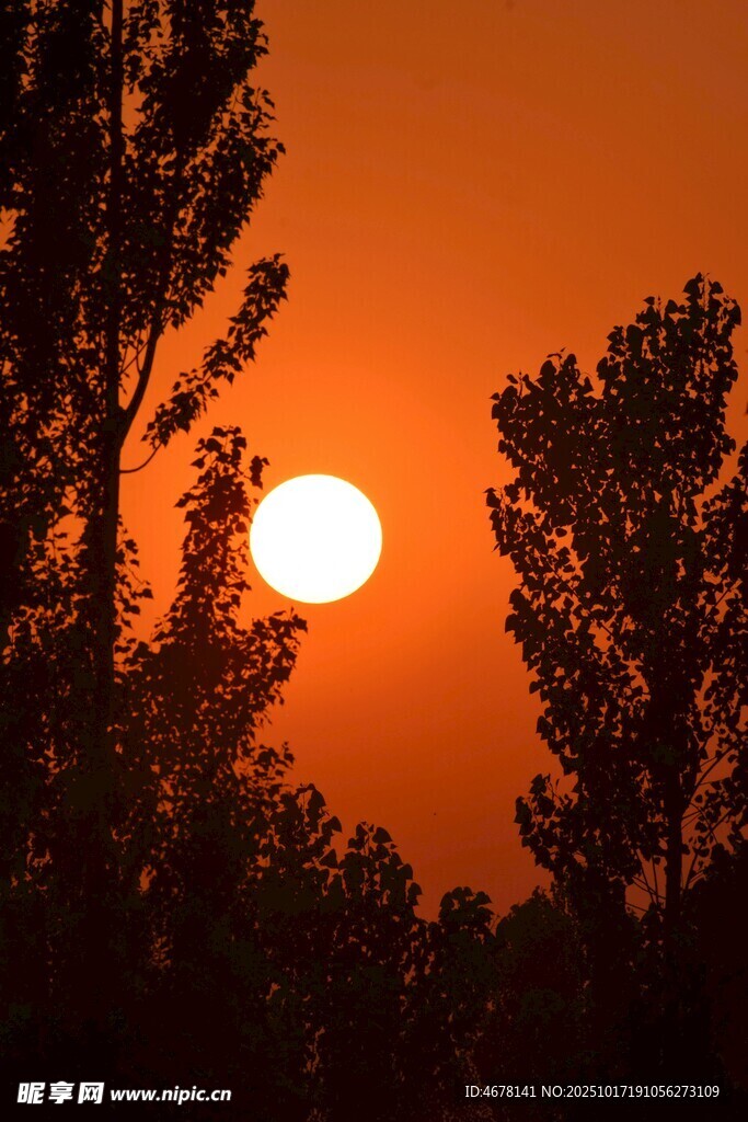 夕阳西下树木剪影美景