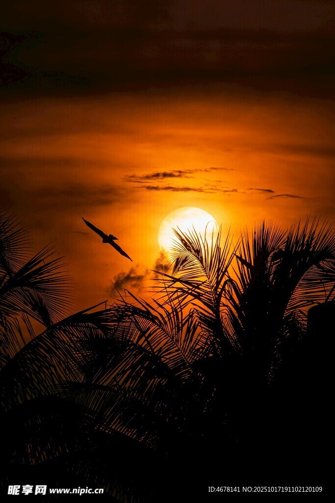 夕阳下的椰树剪影