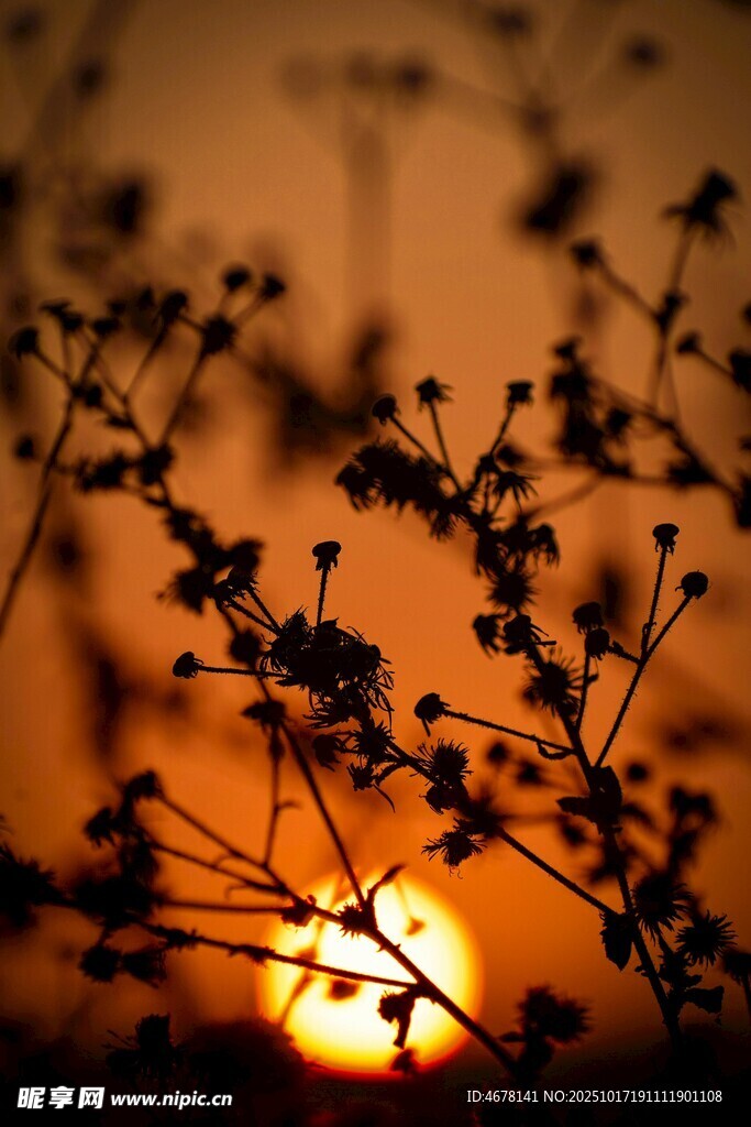 夕阳下的植物剪影