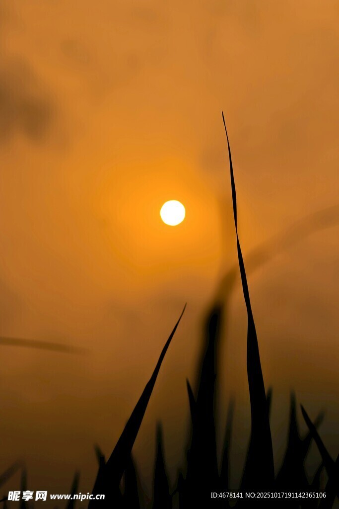 夕阳下的芦苇美景