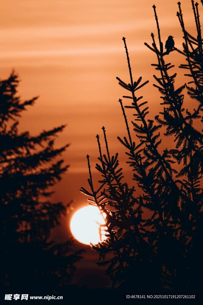 夕阳下的树木剪影
