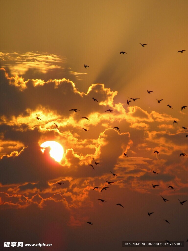 夕阳下群鸟翱翔的壮丽景象