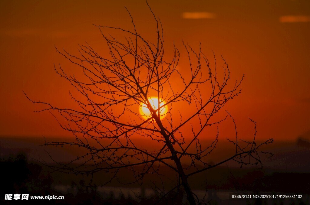 夕阳下的枯树剪影