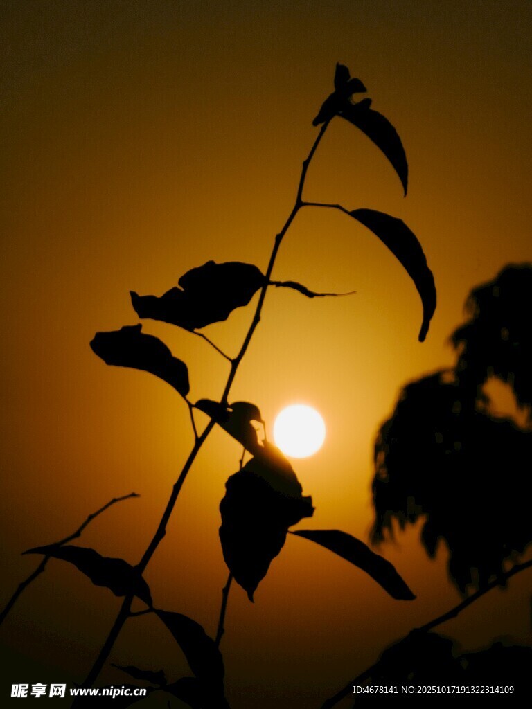 夕阳下的枝叶剪影