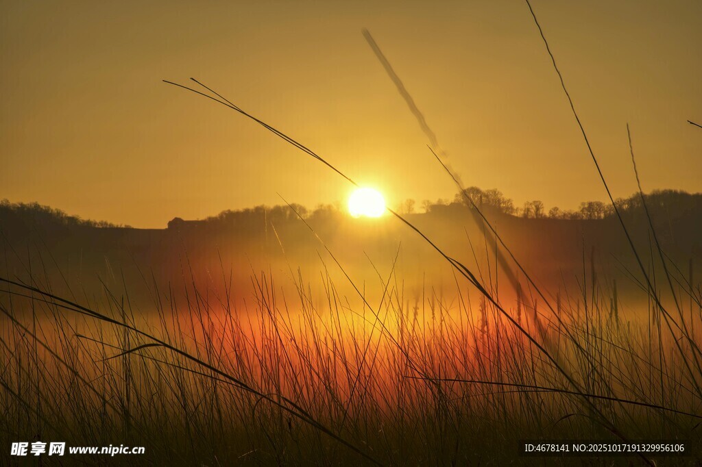 夕阳下的湖畔芦苇美景