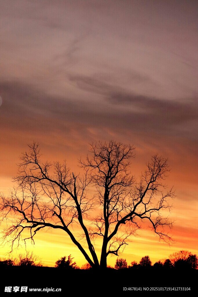 夕阳下的枯树剪影