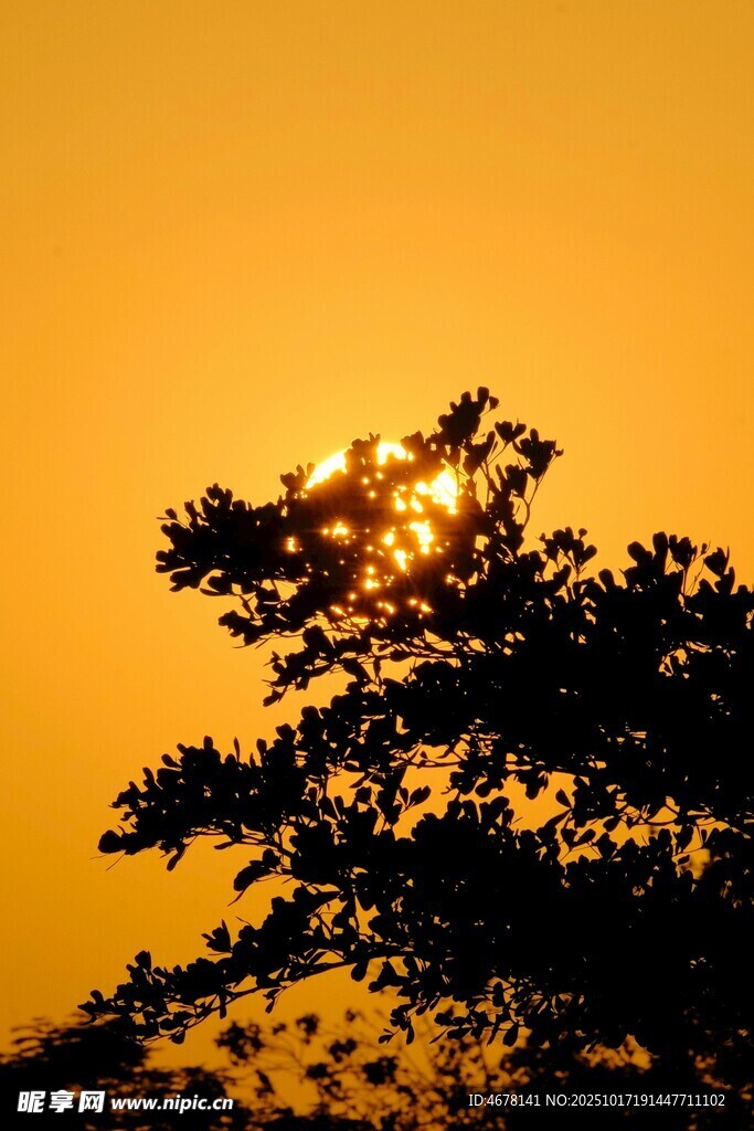 夕阳下的树影轮廓
