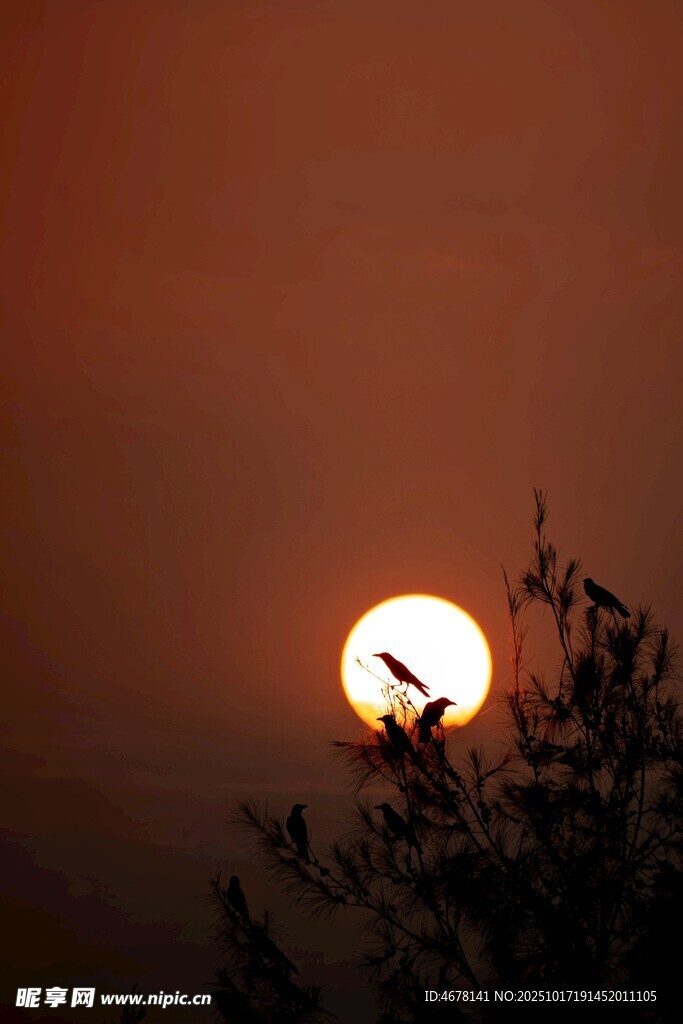 夕阳下飞鸟剪影