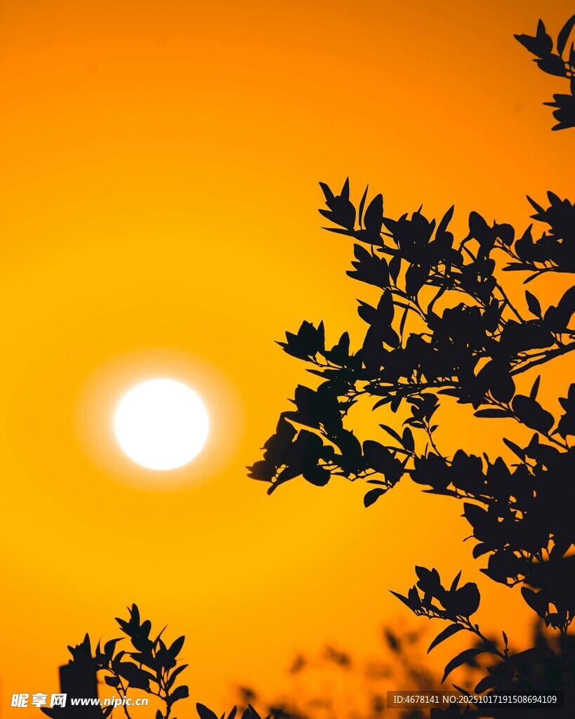 夕阳下的枝叶剪影