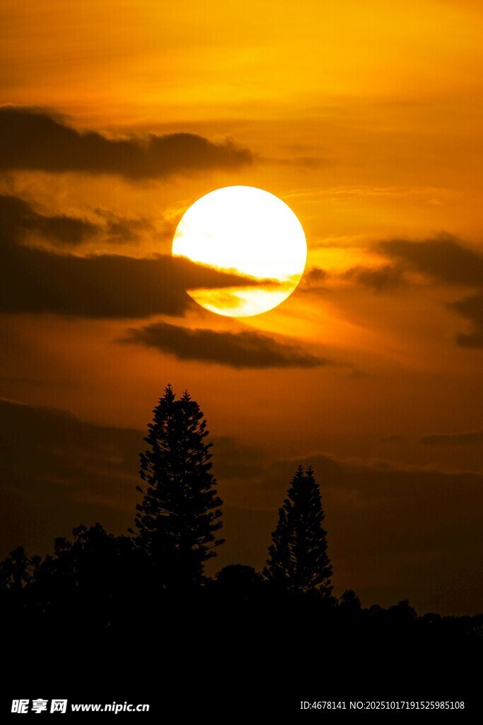 夕阳西下树影绰约