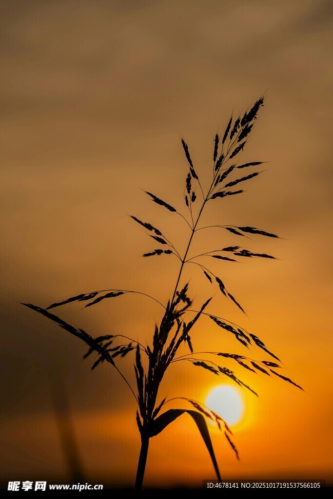 夕阳下的草影