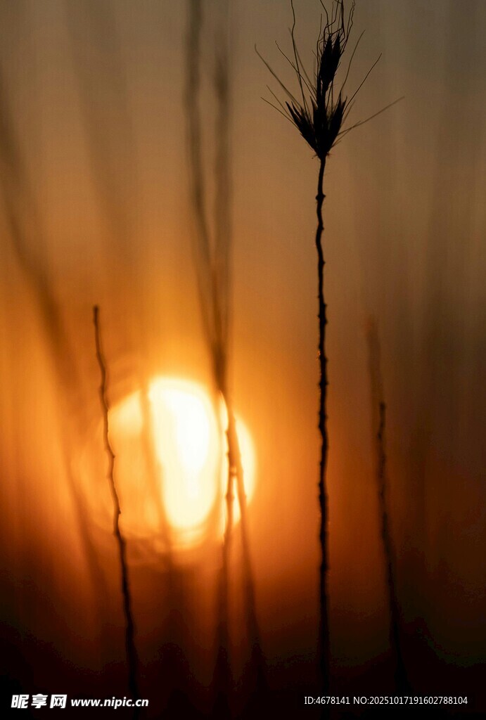 夕阳下的芦苇剪影