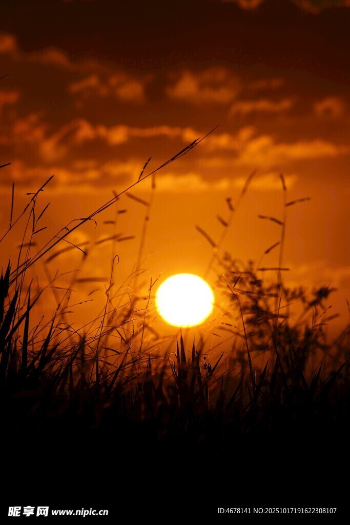 夕阳下的草地剪影