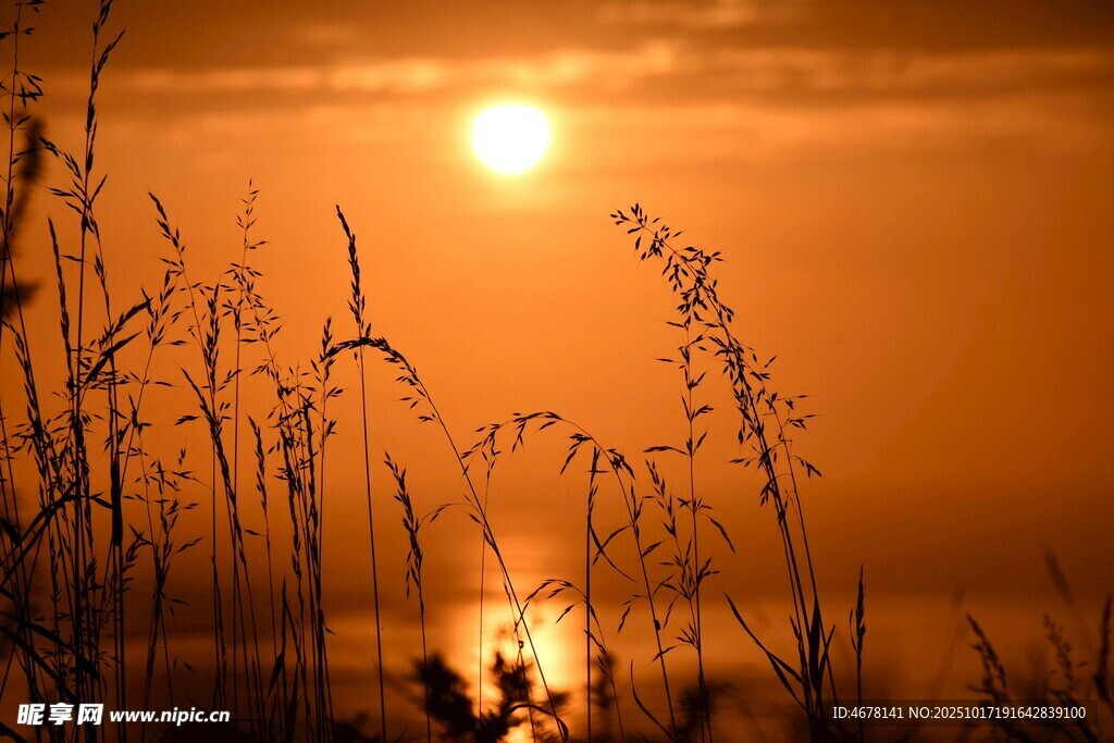 夕阳下的芦苇美景