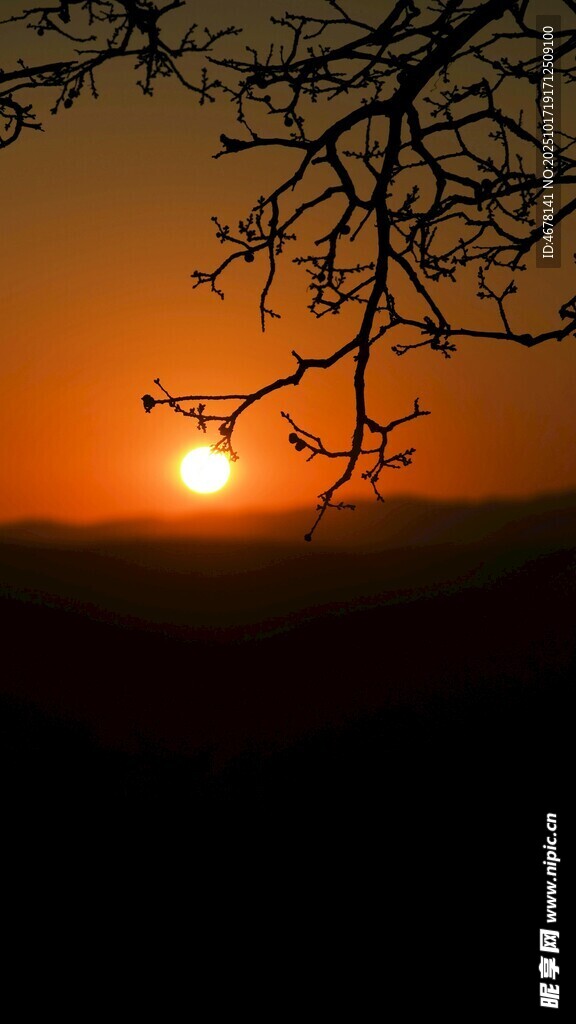 夕阳下的树枝剪影