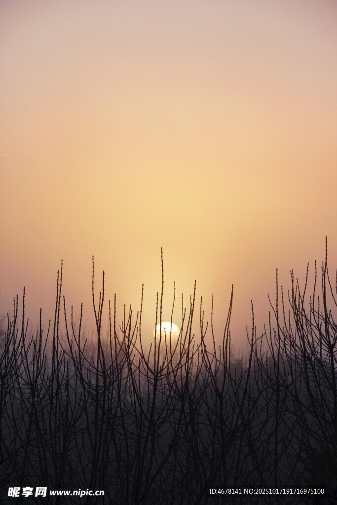 夕阳下的枯木剪影