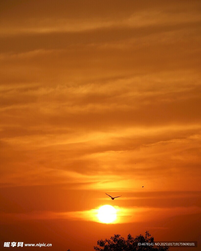 夕阳西下飞鸟伴日景