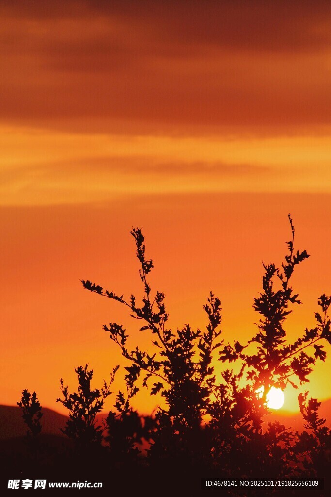 夕阳下的植物剪影