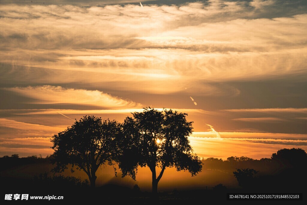 夕阳下的树木剪影美景