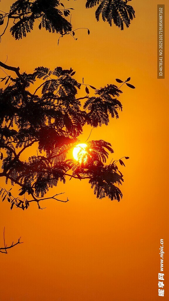 夕阳透过枝叶的美丽景象