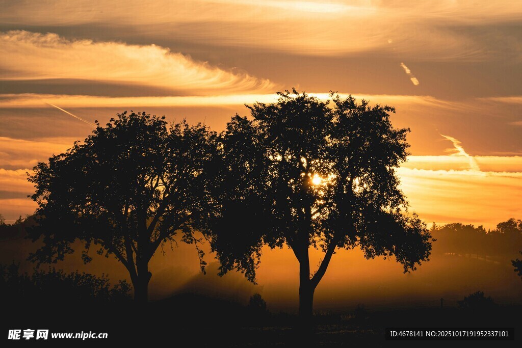 夕阳下的树木剪影美景