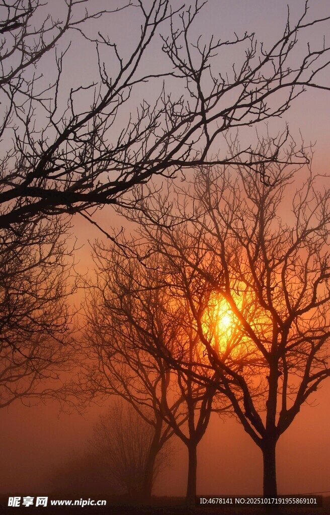 夕阳下的枯树剪影