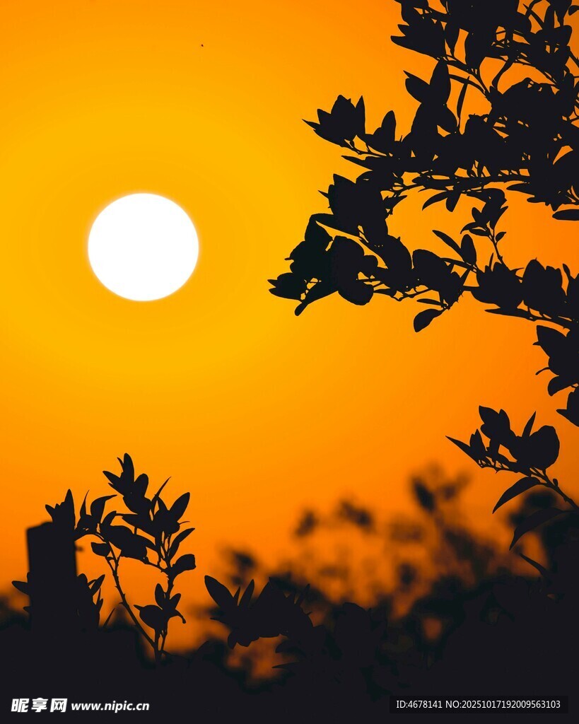 夕阳下的枝叶剪影
