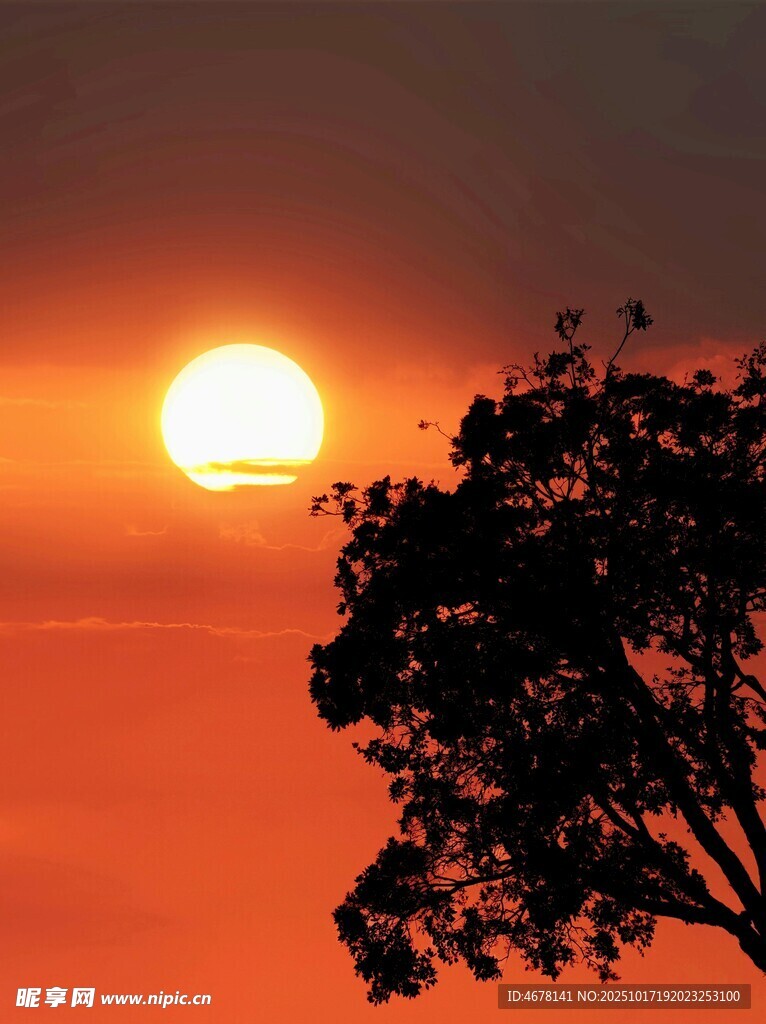 夕阳下的树影剪影