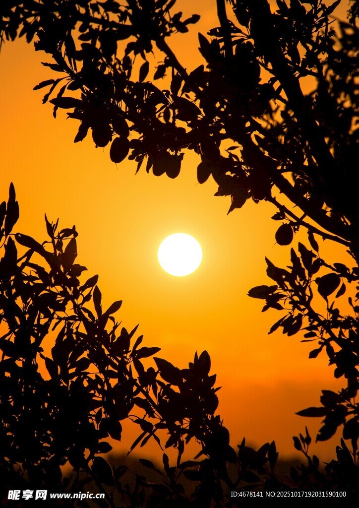夕阳下的枝叶剪影