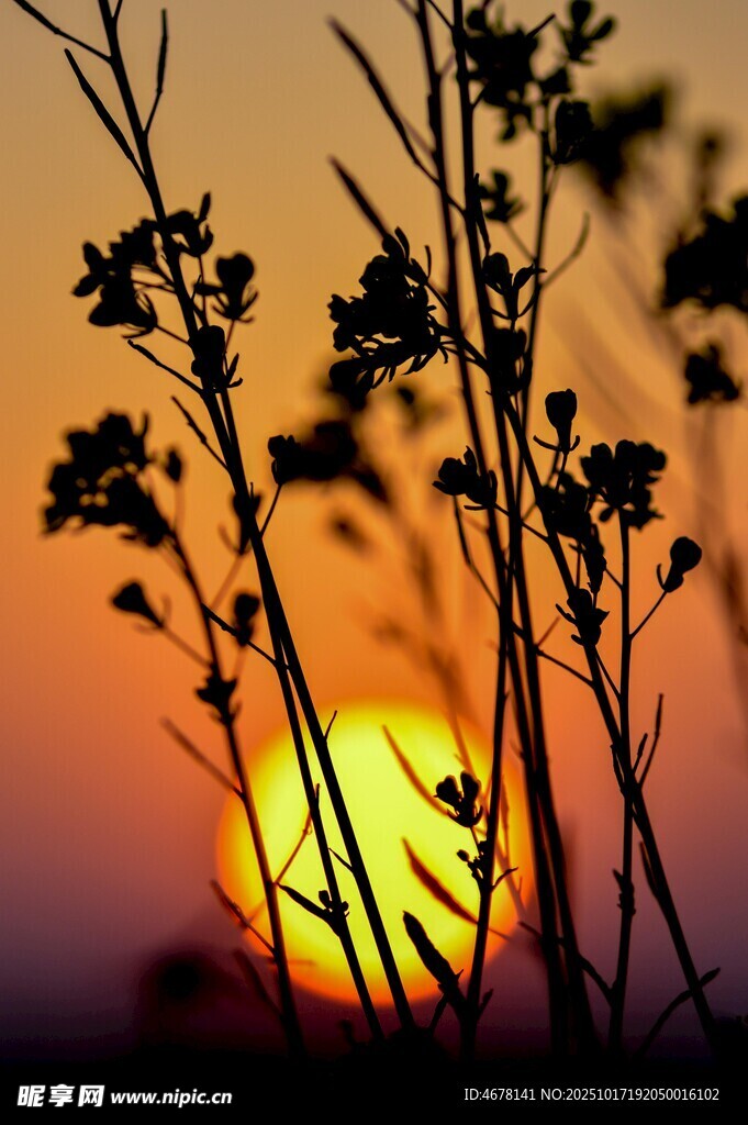 夕阳下的植物剪影
