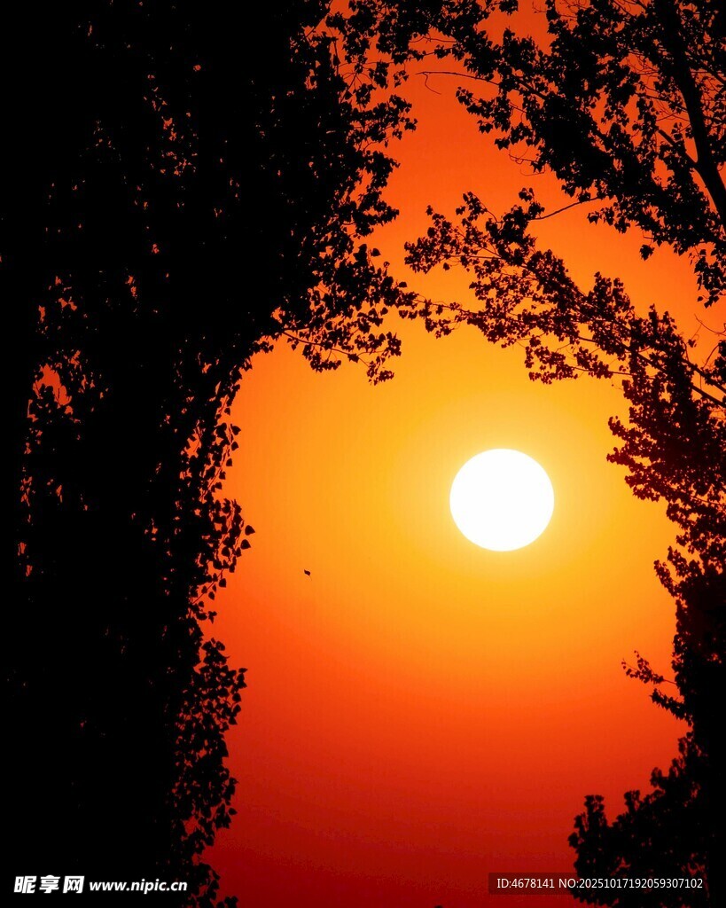 夕阳下的树木剪影