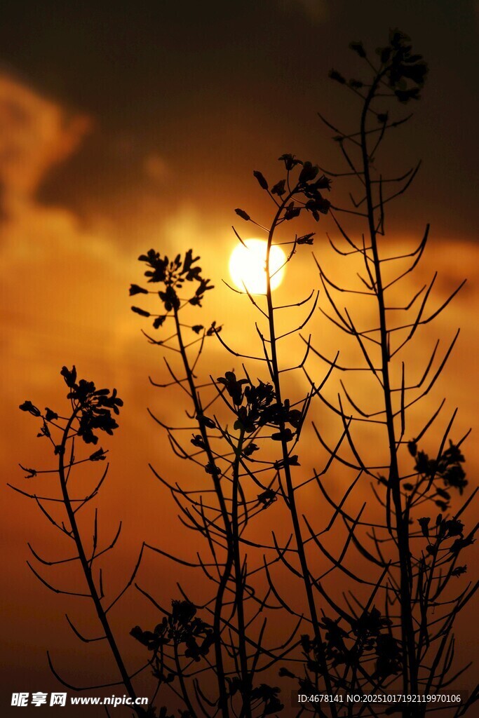夕阳下的植物剪影
